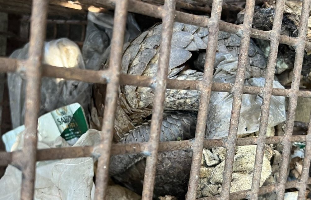 The pangolin individual was discovered by people and brought to the authorities to release back into the natural environment. Photo: H.Nguyen