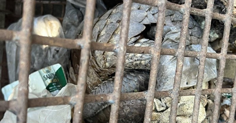 Quảng Trị: Hai cá thể tê tê "lạc" trên quốc lộ 1A