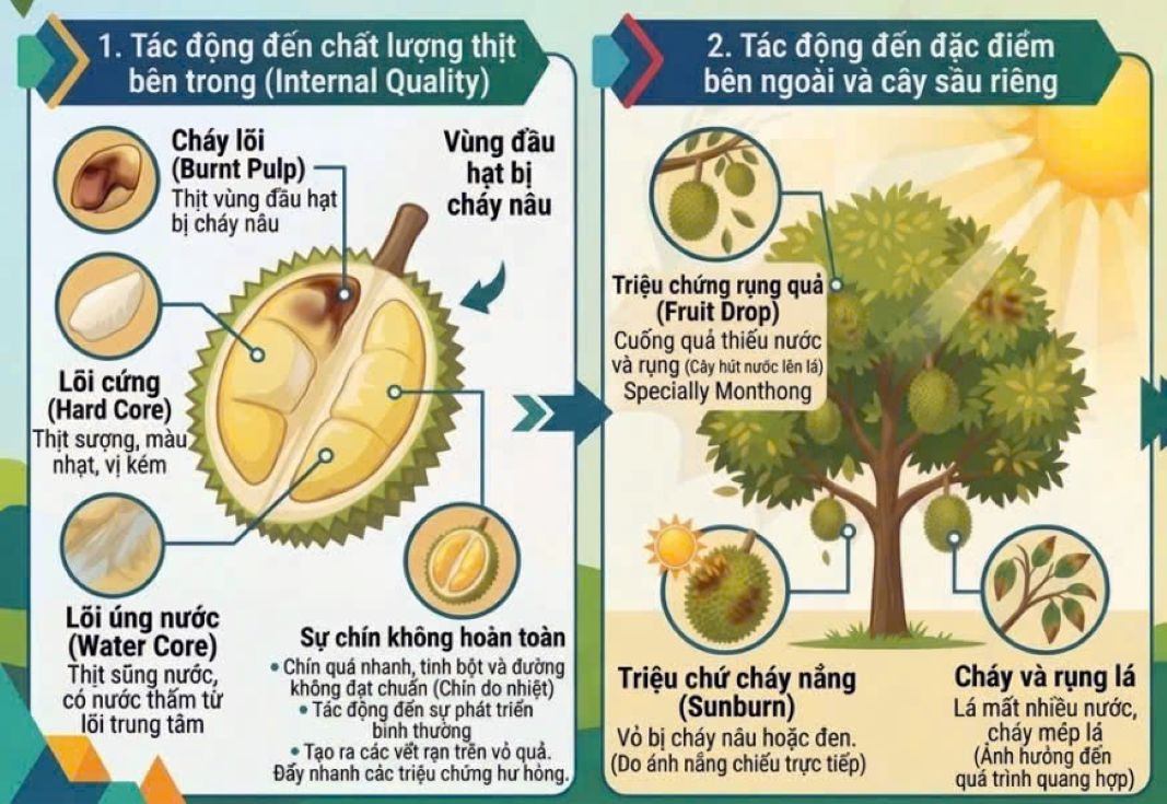 Hai tác động chính của thời tiết nắng nóng đến sầu riêng. Ảnh: Tài liệu Nguyễn Phước Tuyên