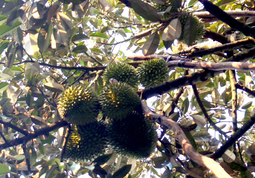 Sầu riêng ở xã Ngũ Hiệp, tỉnh Đồng Tháp. Ảnh: Thanh Mai