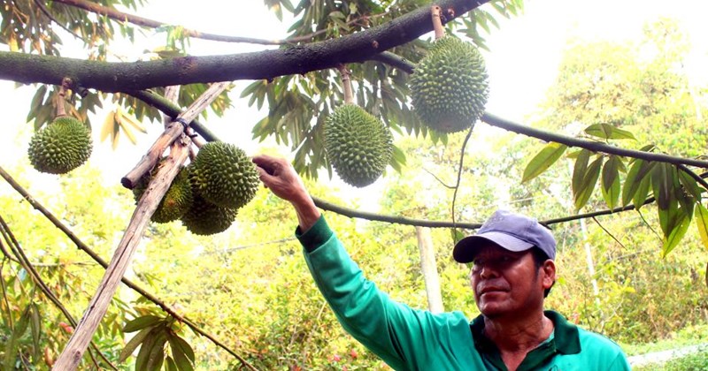 Kỹ thuật chăm sóc sầu riêng trong thời tiết nắng nóng