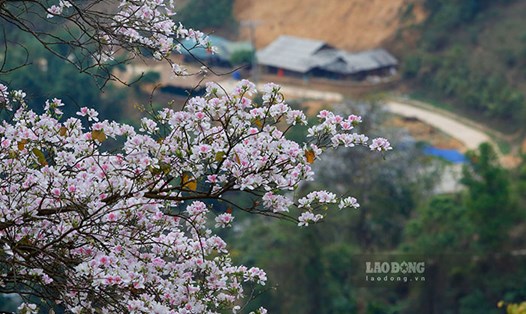 Dien Bien is about to build ban flower street and ban flower park. Photo: Quang Dat