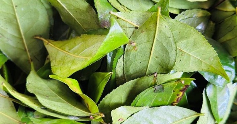 12 loại trà quen thuộc tốt cho gan và thận