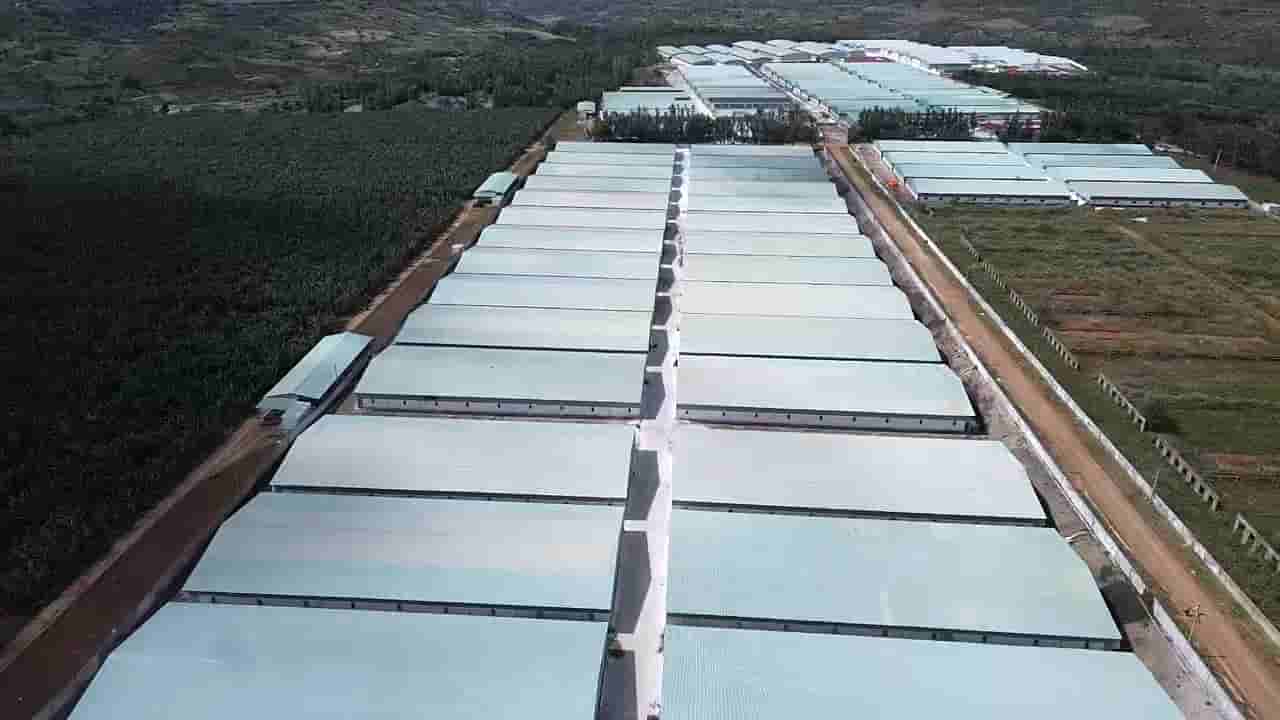 Trang trại chăn nuôi heo quy mô lớn, với hàng nghìn con. Ảnh: Thanh Tuấn 