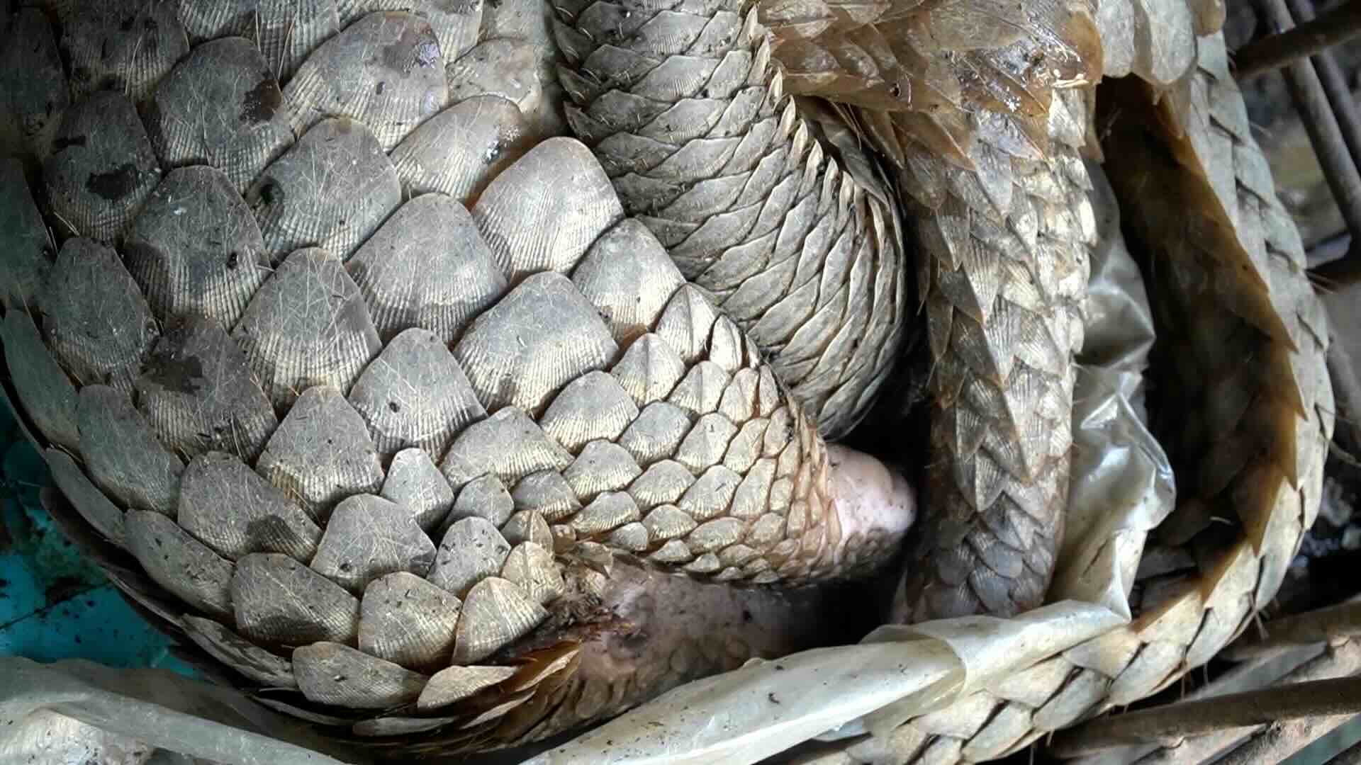 Handing over 2 rare pangolin individuals to functional agencies. Photo: Han Nguyen