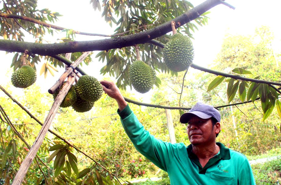 Nhà vườn xã Ngũ Hiệp, tỉnh Đồng Tháp chăm sóc sầu riêng giữa mùa nắng nóng. Ảnh: Thanh Mai