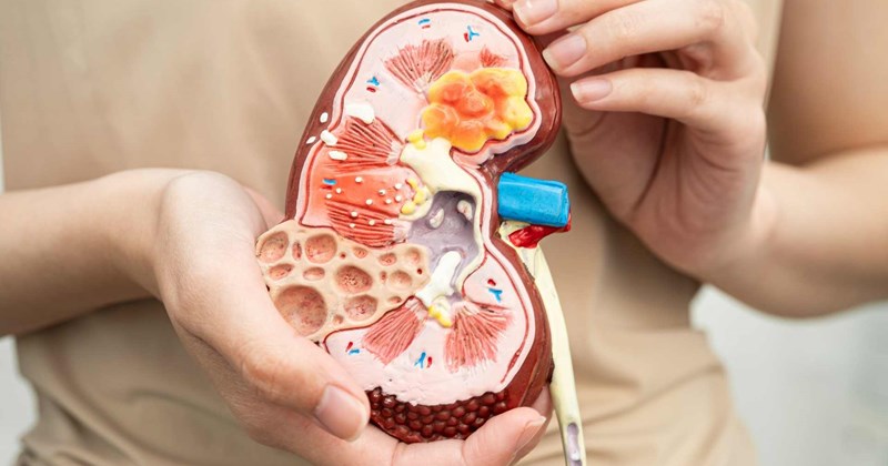 Hiểu đúng acid uric và creatinine để bảo vệ thận sớm