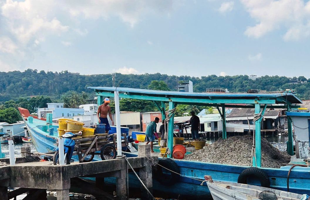 Ghe cung cấp cá cơm cho các nhà thùng ủ nước mắm ở Phú Quốc. Ảnh: Hà Tấn Tài
