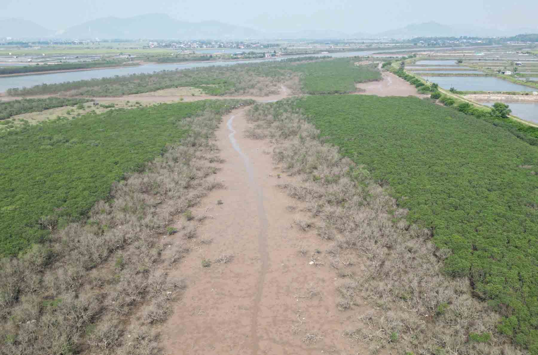 Mangrove forest in Hai Ninh ward dries up. Photo: Hoang Anh