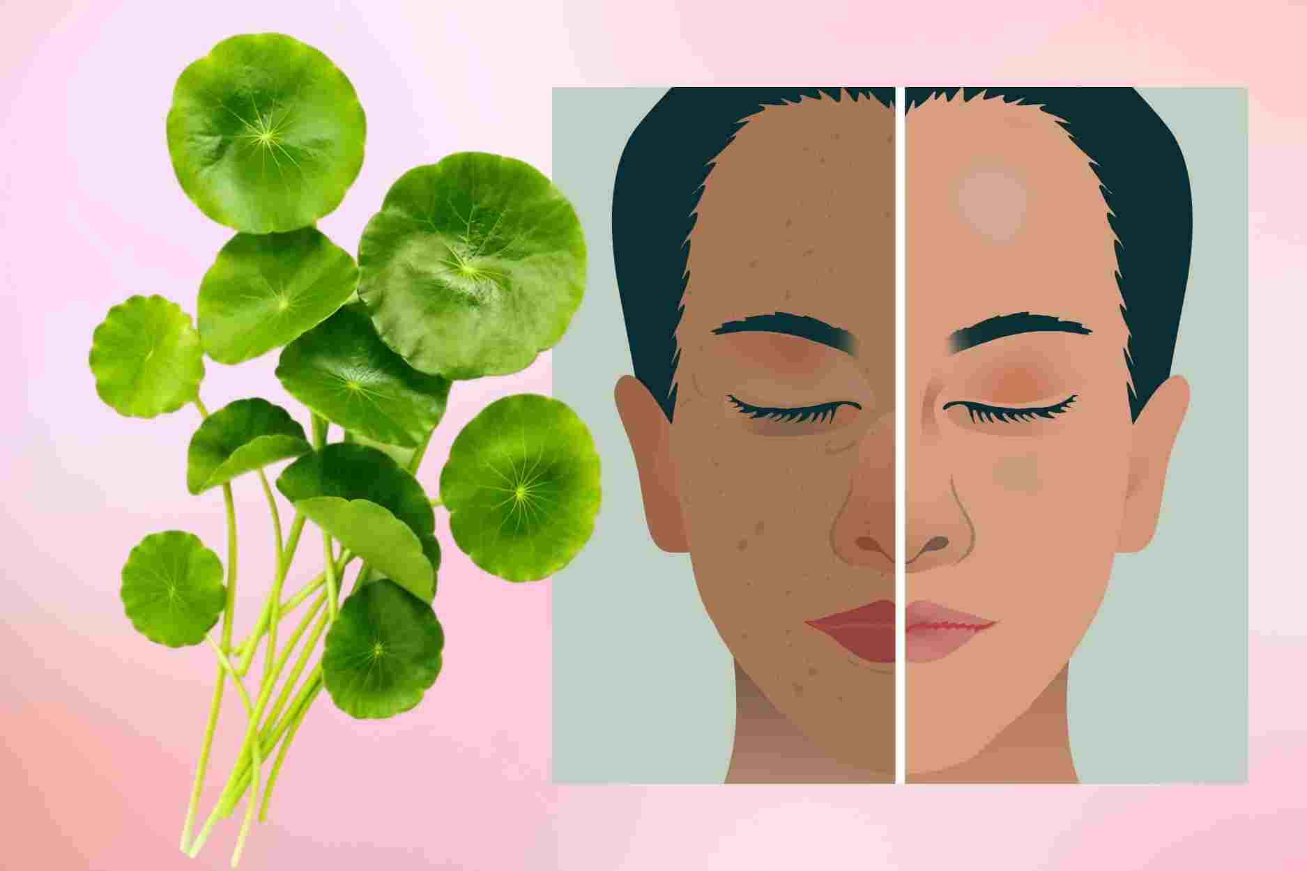 Notes for safe beauty with pennywort