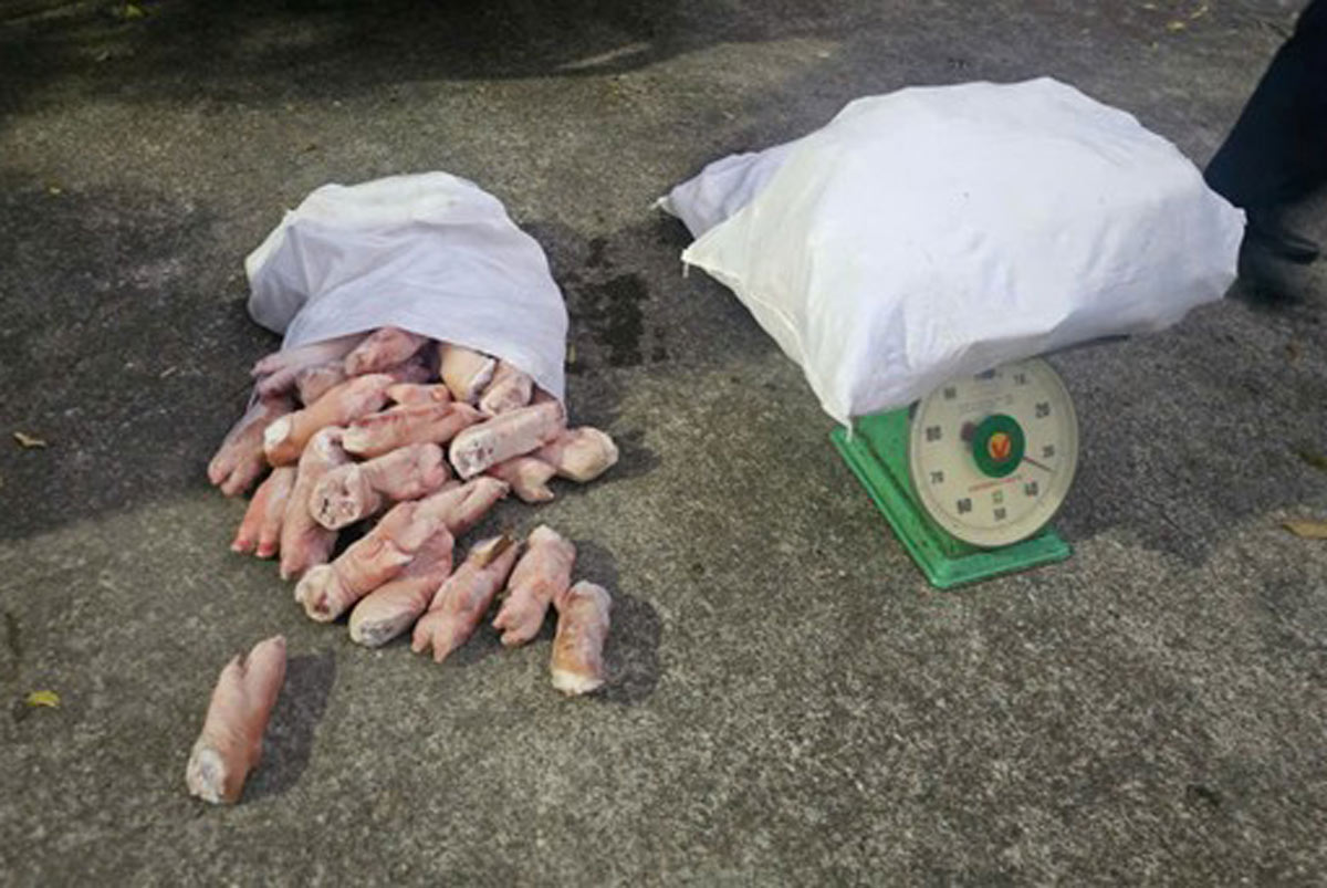 Xác minh, xử lý vụ vận chuyển hơn 12 tấn chân lợn bốc mùi tại Quảng Ninh. Ảnh: Công an Quảng Ninh