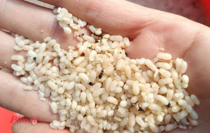 Mujer hospitalizada por shock anafiláctico después de comer huevos de hormiga. Foto: BVCC