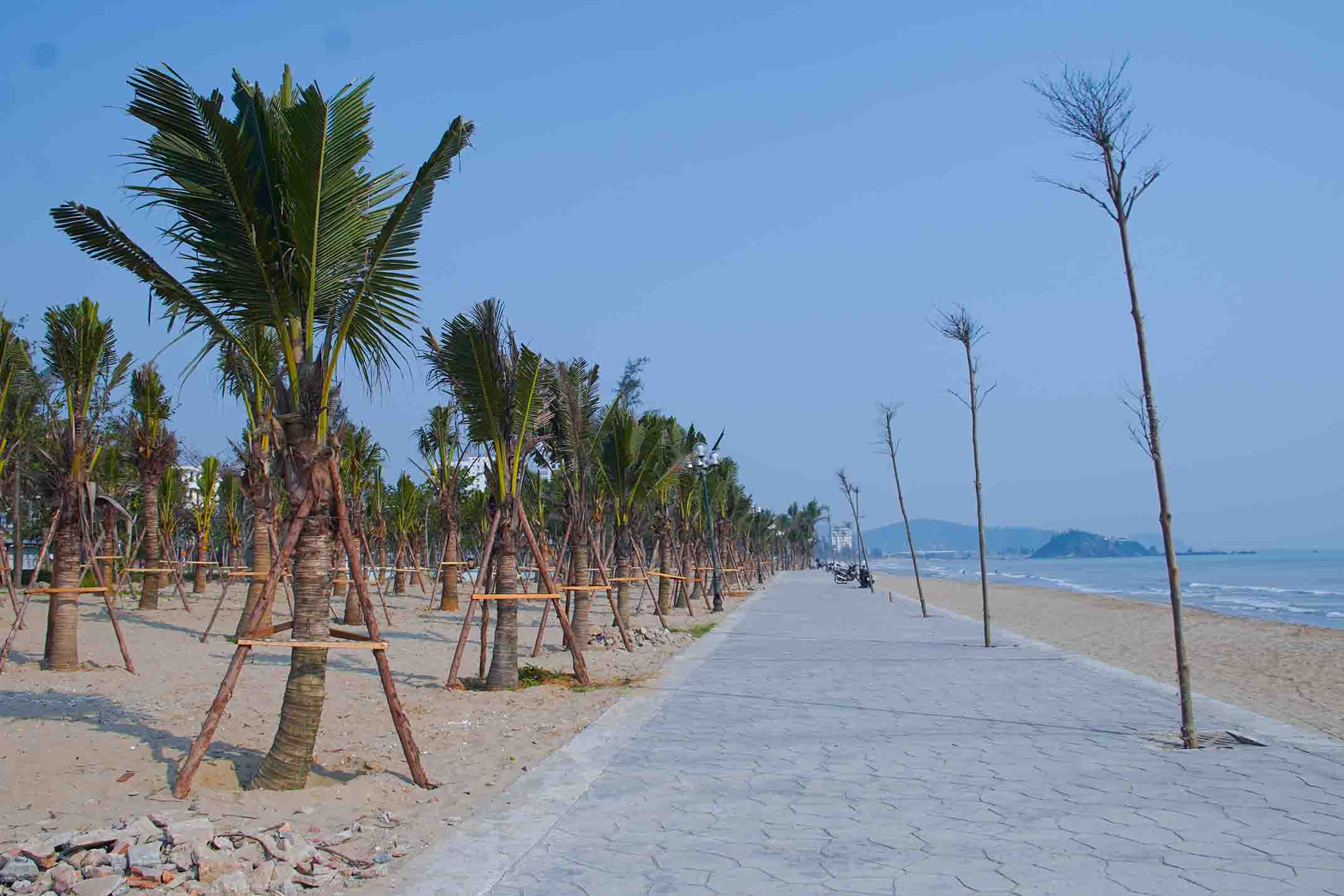 1 300 cocotiers le long de la plage créent un point fort pour le tourisme de Cửa Lò en 2026. Photo: Mai Ngân