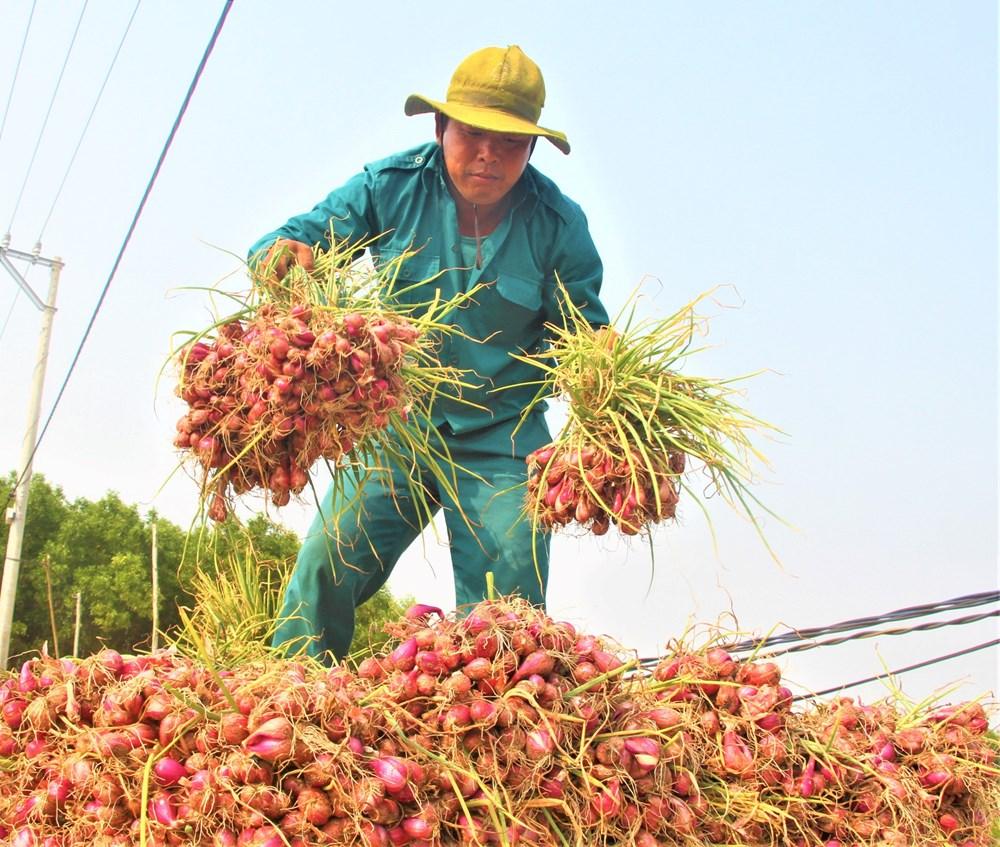 Harvesting shallots in Thanh Thuy village, Van Tuong commune, Quang Ngai province. Photo: Dong Giang