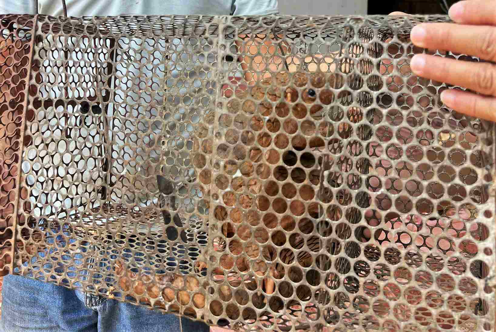 Cá thể tê tê quý hiếm được anh Long phát hiện giữa đường mang đến nộp Kiểm lâm. Ảnh: Kiểm lâm cung cấp