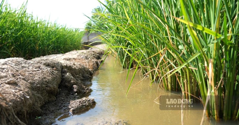Địa phương nuôi tôm, trồng lúa được đầu tư mạnh từ năm 2026