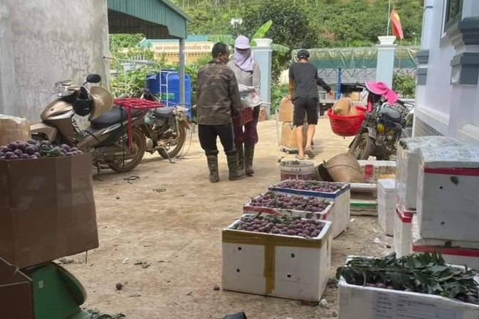 Mận chín sớm được bà con khu vực Vân Hồ, Mộc Châu bán dọc Quốc lộ 6 đoạn qua bản Chiềng Đi, Pa Khen. Ảnh: Thành Đạo