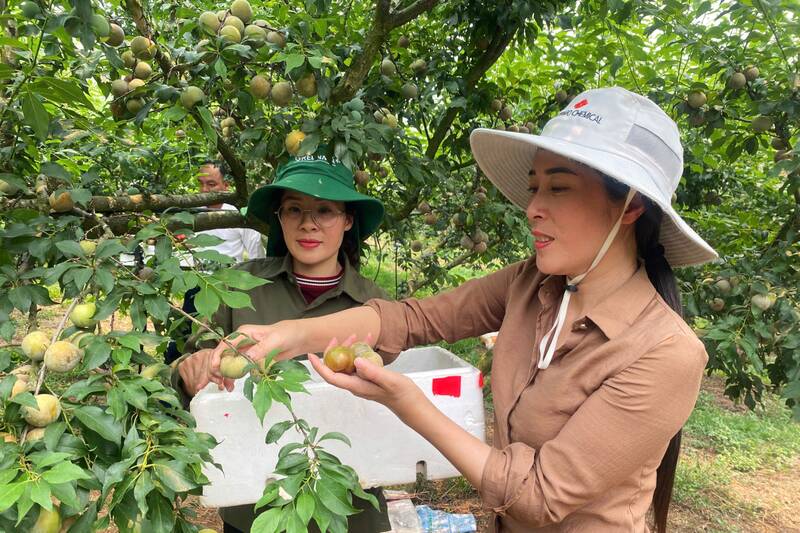 ソンラ省フィエンコアイコミューン、タインイエン1村での早生スモモの収穫。写真:チュオンソン