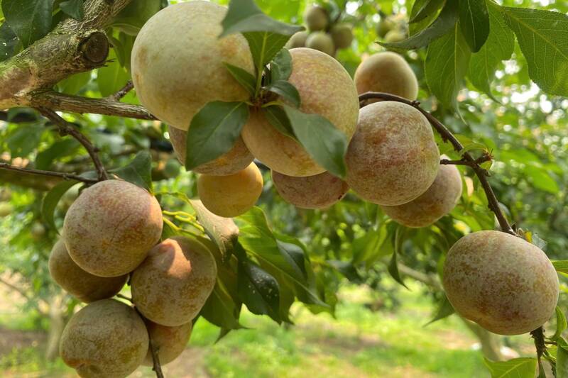 Mận chín sớm tại bản Thanh Yên 1, xã Phiêng Khoài, tỉnh Sơn La. Ảnh: Trường Sơn