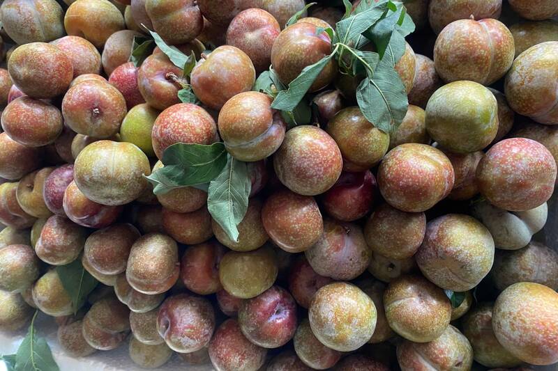 Ngoài bán cho thương lái, mận chín sớm xã Phiêng Khoài cón được các HTX, hộ kinh doanh bán trên sàn thương mại điện tử. Ảnh: Trường Sơn