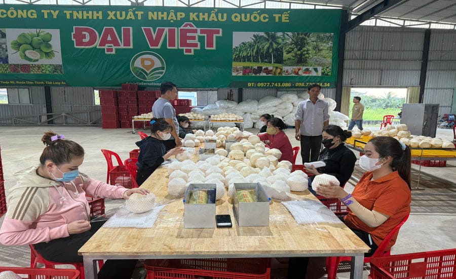 Fresh coconut preliminary processing activities are standardized according to export market requirements. Photo: Song Anh