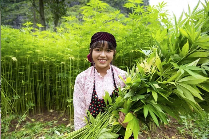 Each hectare of flax in Dong Van (Tuyen Quang) brings income from 200 to 300 million VND. Photo: Minh Tam/TTXVN