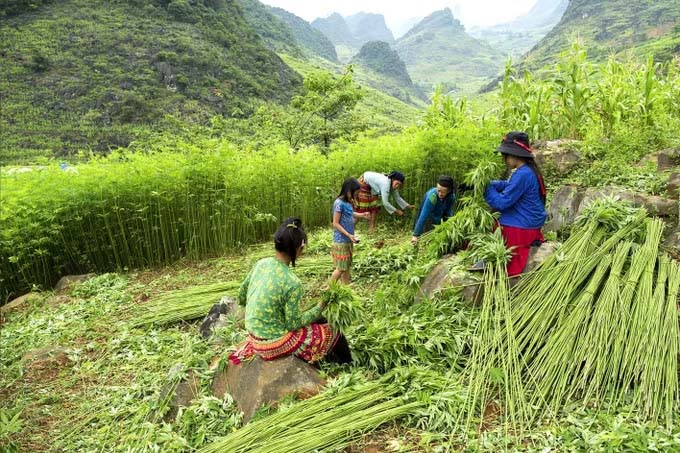 Đồng bào dân tộc Mông xã Đồng Văn thu hoạch, sơ chế lanh sau mùa vụ.