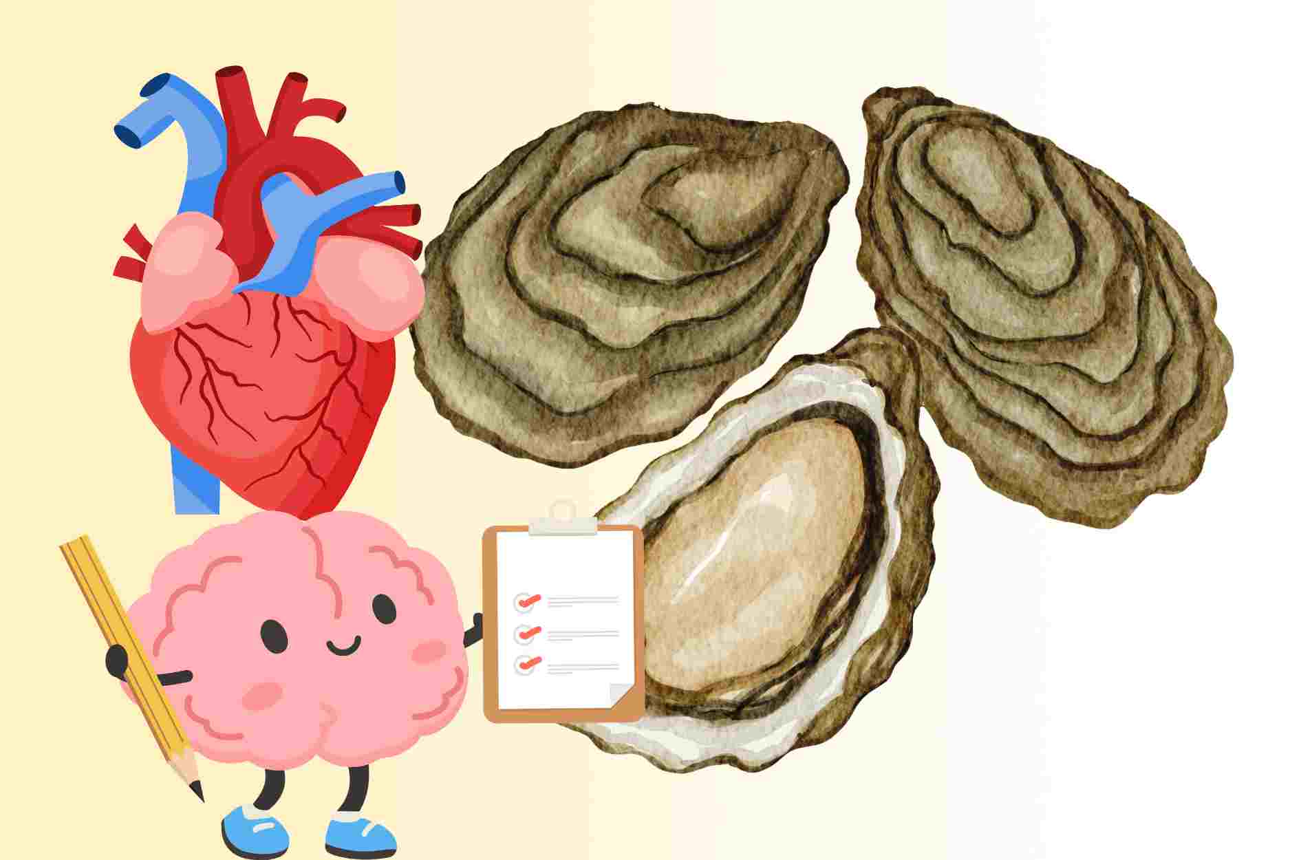 The benefits of eating oysters regularly for the heart and brain