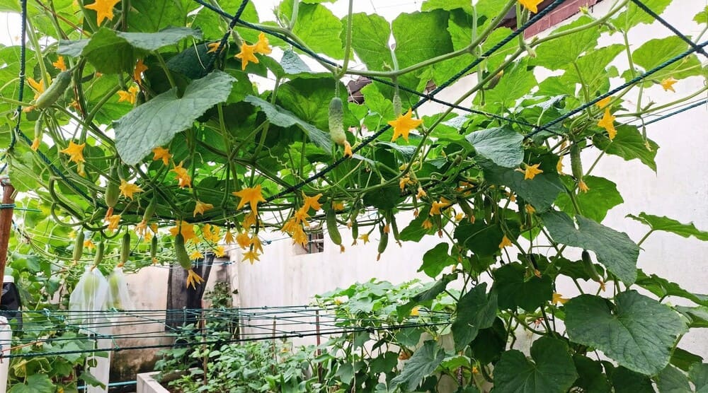 Cucumber is one of the plants that is easy to grow in the summer. Photo: Tuan Dat