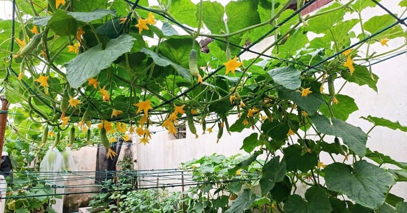 5 loại cây dễ trồng trong vườn vào mùa hè