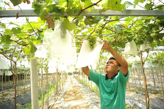 Muchos compatriotas de la etnia Khmer en la comuna de Tri Tôn (provincia de An Giang) han invertido audazmente en el desarrollo agrícola, aportando ingresos estables. Foto: Công Mạo/TTXVN