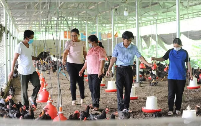 Nhiều bà con người dân tộc Khmer đã mạnh dạn đầu tư, phát triển mô hình chăn nuôi gà tập trung mang lại thu nhập ổn định. Ảnh: Công Mạo/TTXVN