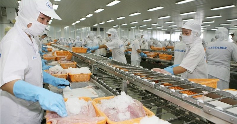 Xuất khẩu cá rô phi Việt Nam mở rộng, thu về hàng triệu USD