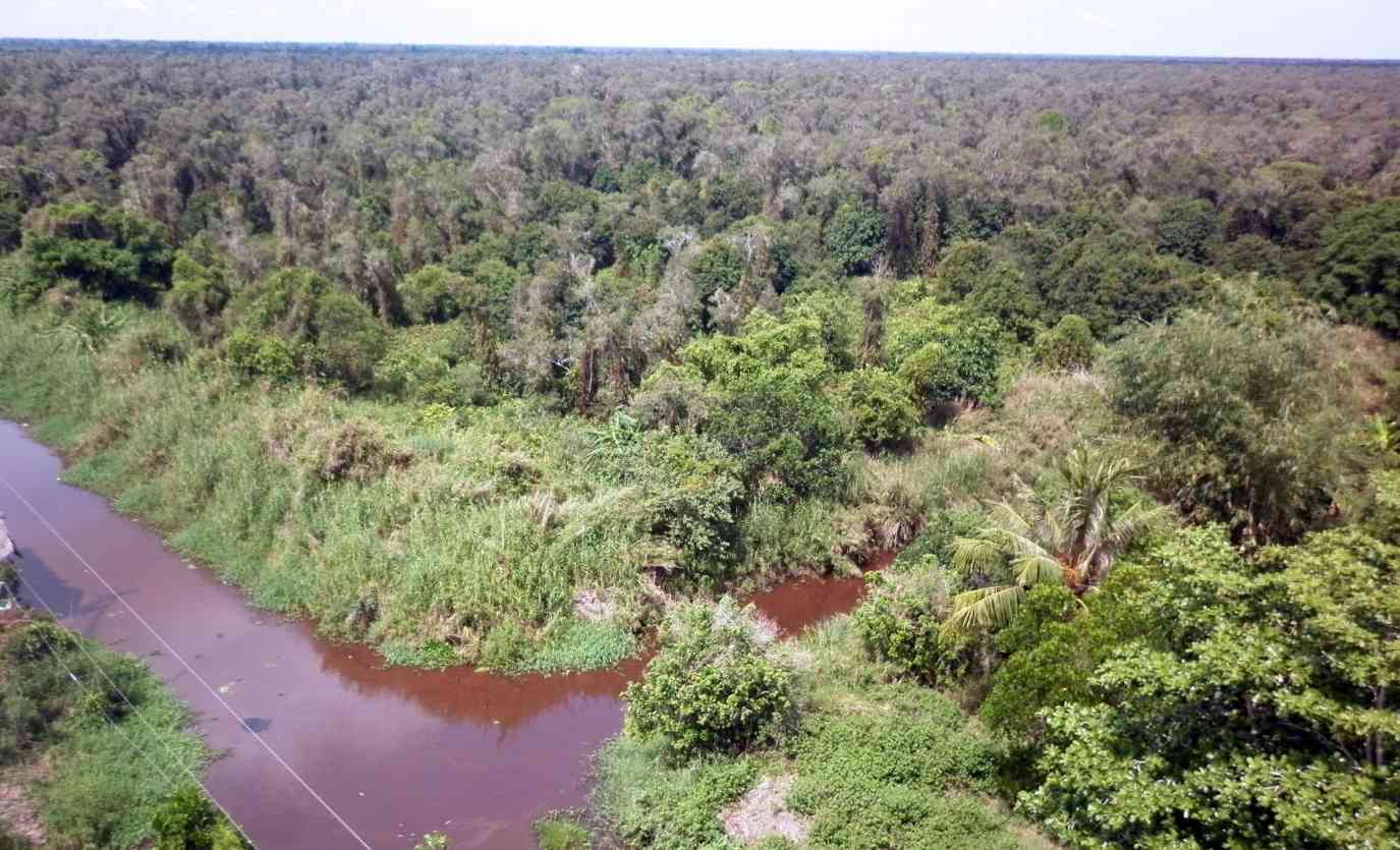 Intense heat, U Minh Ha melaleuca forest, Ca Mau enters fire prevention peak. Photo: Nhat Ho.
