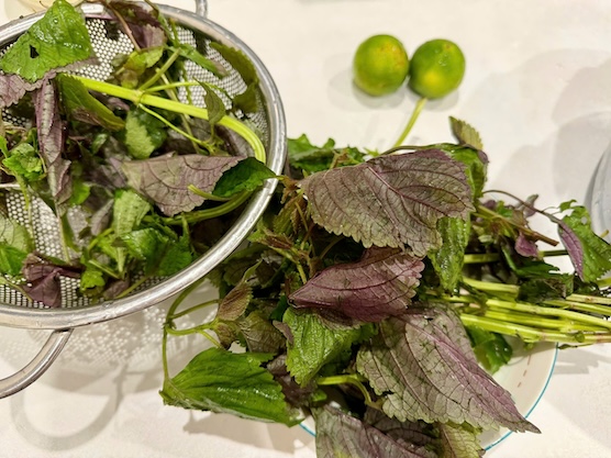 Perilla is a precious herb that has been used for many years and is popular and has the ability to support the treatment of some diseases such as hypouricemia... Photo: Duc Van