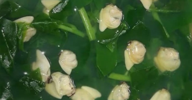 Mồng tơi nấu nghêu: Món ngon giảm cân, dễ làm
