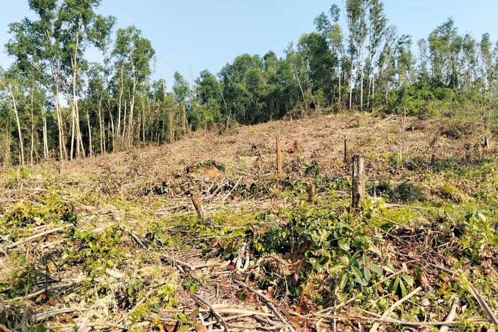 Las agencias funcionales están investigando el caso del Sr. Bui Van Thang, ex director de la Junta de Gestión de Bosques de Protección del distrito de Phu My, antigua provincia de Binh Dinh, que explotó ilegalmente el bosque. Foto: Van Luc