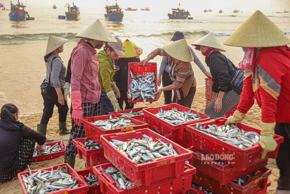 Scad after being brought ashore will be weighed by women before being sold to traders. Photo: Nguyen Luan