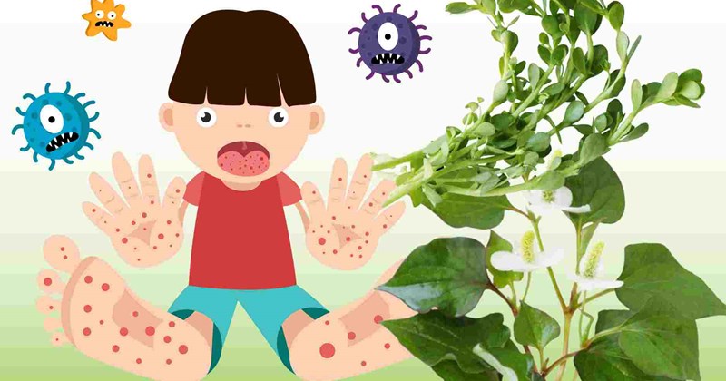 3 loại lá dân gian giúp hạ nhiệt, giảm triệu chứng tay chân miệng ở trẻ