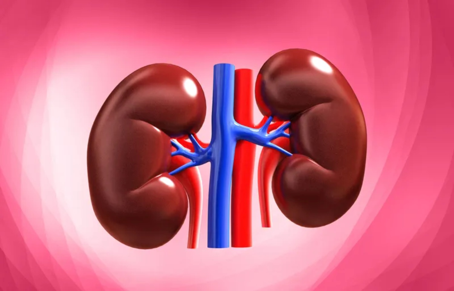 Kidneys play an important role in human health. Photo: Nhu Ha