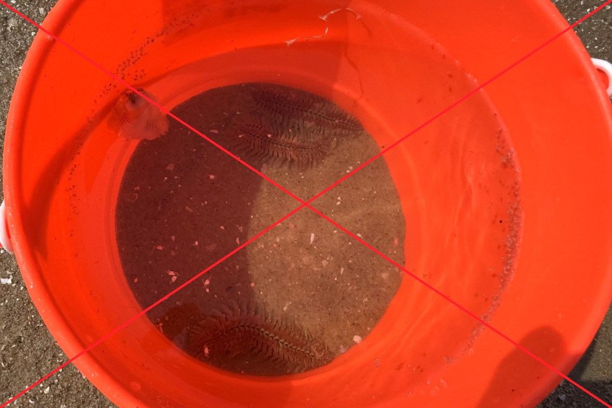 Không nên bắt, đùa nghịch với sâu, sứa trong lúc tắm biển. Ảnh: Thành An