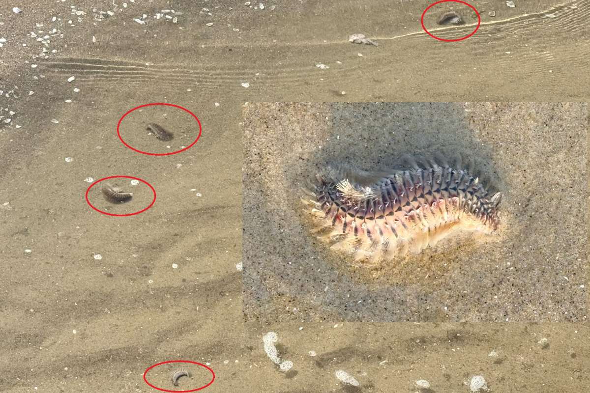 Sâu biển xuất hiện nhiều ở Vũng Tàu trong những ngày gần đây. Ảnh: Thành An