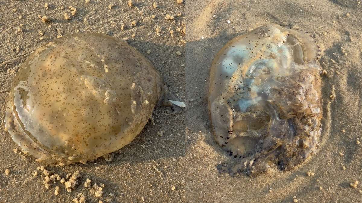 Các loài sứa biển dạt lên bờ, hầu hết đều có độc tố nhẹ nên người tắm biển cần hạn chế tiếp xúc. Ảnh: Thành An