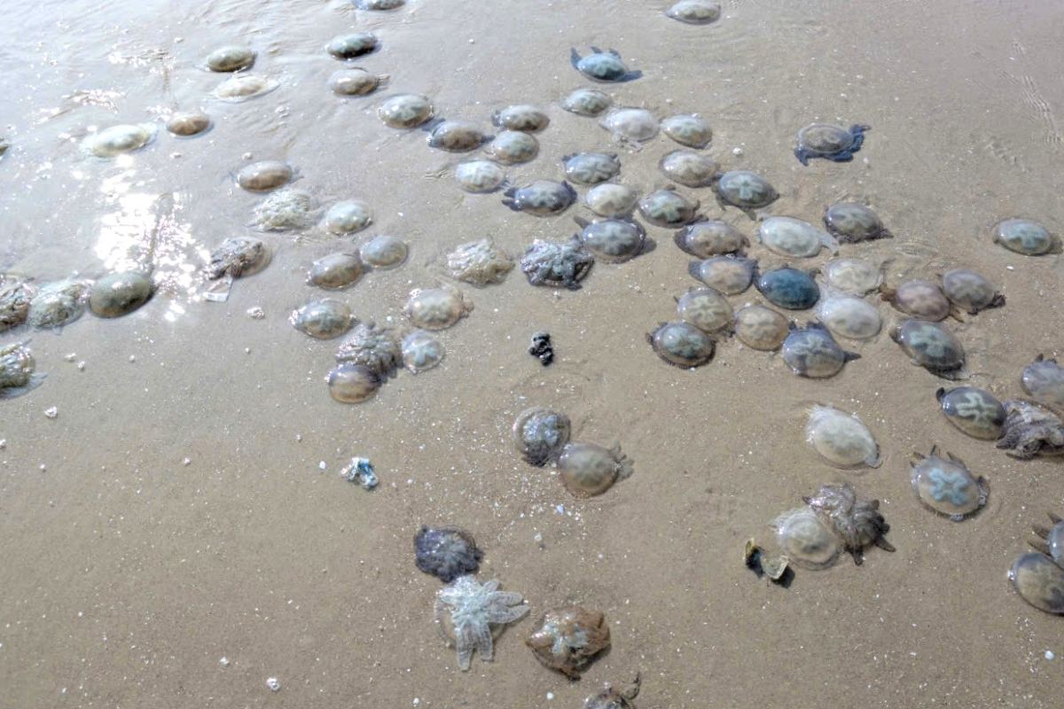 De nombreuses méduses de mer sont prises dans les filets de pêche puis remorquées jusqu'à la côte de Vung Tau. Photo: NDCC