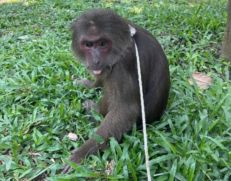 The rare red-faced macaque was received and handled by the forest rangers according to regulations. Photo: N. Tuan.