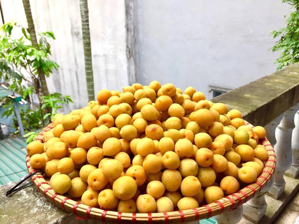 Fresh apricots need to be pre-processed and drained before soaking are some of the secrets that can be applied. Photo: Lang Viet Cuong