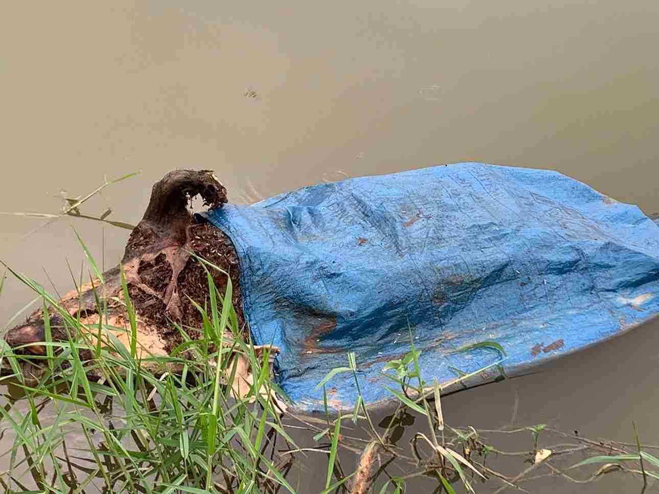 The situation of throwing animal carcasses into the river causes rural unsightliness. Photo: Vu Thu Commune