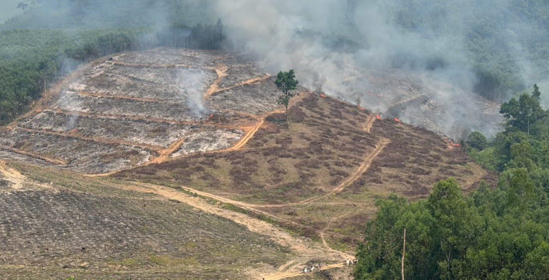 The vegetation fire was promptly controlled after being discovered. Photo: Xuan Ha