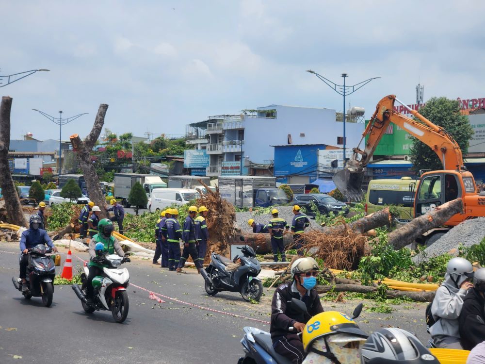 Hàng cây xanh gần giao lộ Trường Chinh - Phạm Văn Bạch (TPHCM) đang được đốn hạ để phục vụ thi công nhà ga ngầm S10 thuộc tuyến Metro số 2 . Ảnh: Linh Nguyễn
