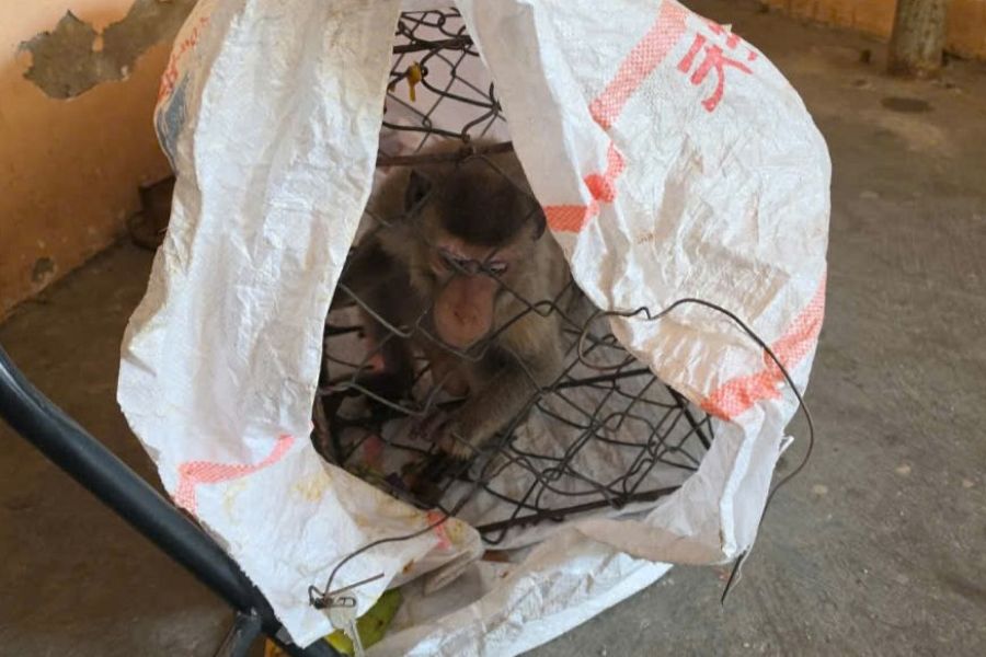 Detienen a un mono salvaje que irrumpió en una casa y atacó a la gente. Foto: UBPT